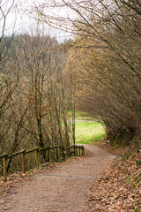 Serene winding path through autumn trees leading to a lush green meadow under soft, diffused light in a tranquil nature setting