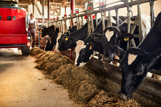 Cows eating hay while farmer working in background at barn