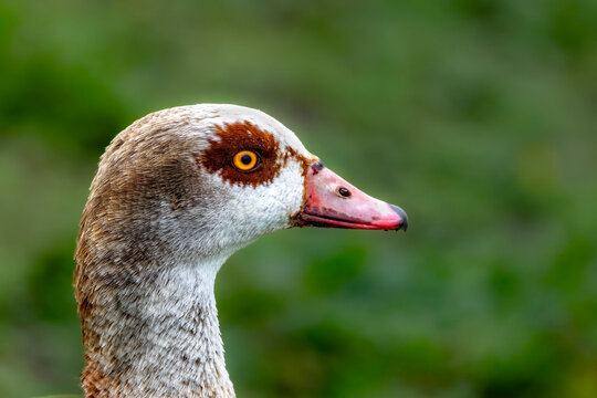 Close-up portrait of an Egyptian goose (Alopochen aegyptiaca) showing detailed plumage and a striking orange eye against a smooth green natural background. Wildlife bird photography with shallow depth