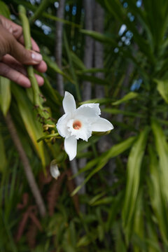 Anse major nature trail, sunny hot day, hand holding wild vanilla vine with white flower, Mahe island, Seychelles