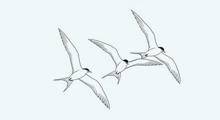Three seabirds with slender wings and dark caps soar gracefully against a light background
