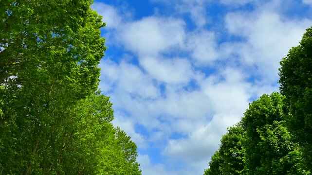 新緑のマロニエと空の雲