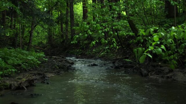 Mountain wild stream after strong rain surrounded by hills covered by withered leaves. River flowing down across forest valley. Concept of environment and landscapes
