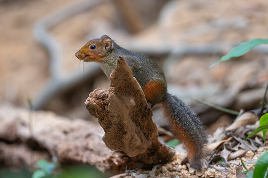 Asian red-cheeked squirrel, Dremomys rufigenis