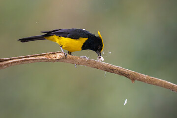 Sultan tit a yellow and black bird on a tree branch © WWC