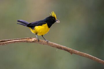 Sultan tit a yellow and black bird on a tree branch © WWC