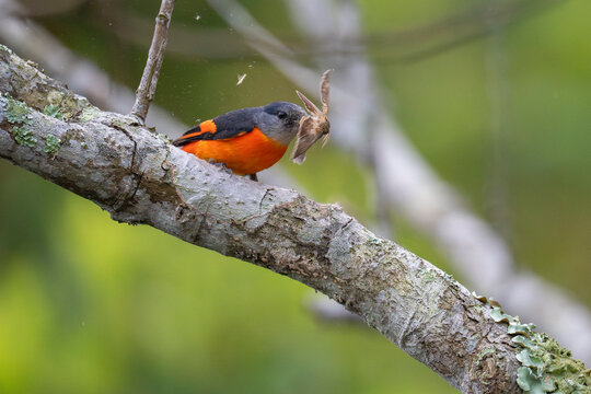 Grey-chinned minivet in atree with a catch to feed on