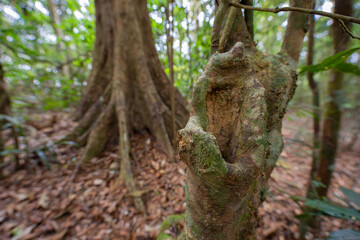 Tropical rainforest trees