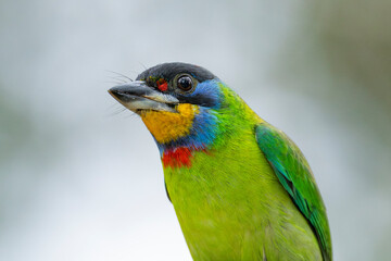Obraz premium Chinese barbet close up portrait