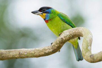 Obraz premium Chinese barbet on a tree branch