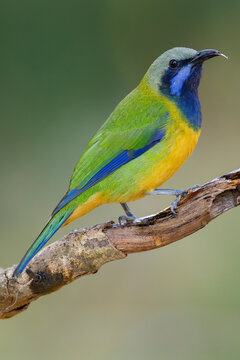 Orange-bellied leafbird male on a tree branch