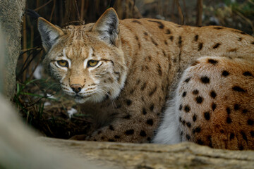 Fototapeta premium Portrait of Eurasian lynx in zoo