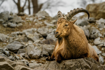 West Caucasian tur on rock