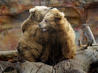 Obraz premium Portrait of Himalayan brown bear