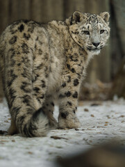 Fototapeta premium Portrait of Snow leopard in zoo