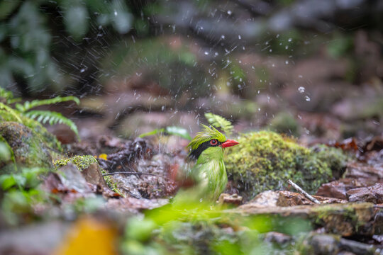 Indochinese green magpie splash in water