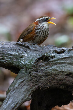 Streak-breasted Scimitar Babbler