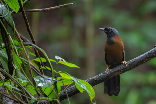 Black-throated laughingthrush in the forest