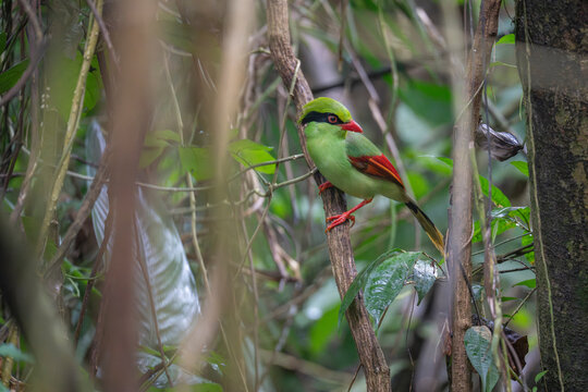 Indochinese green magpie in the forest