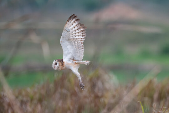 Australasian or Eastern grass owl fly