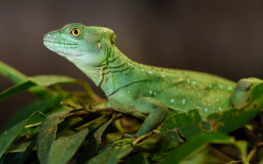 Portrait of Green basilisk in terrarium