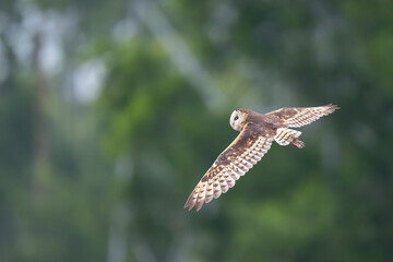 Australasian or Eastern grass owl fly