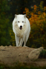 Portrait of Arctic wolf in autumn