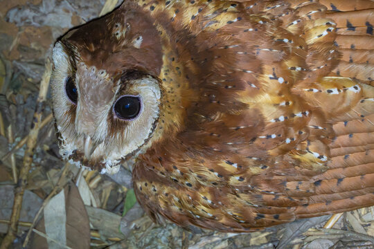 Oriental bay owl close up