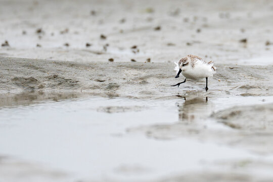 Spoon-billed sandpiper in the sand
