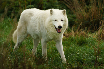 Portrait of Arctic wolf in autumn © svobodacontributor