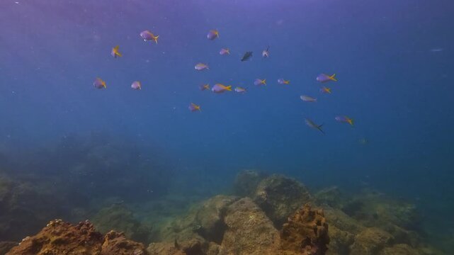 A lively school of colorful fish gracefully swims above rocky formations in the clear blue depths of a tropical ocean. This captures marine life thriving in its natural underwater habitat