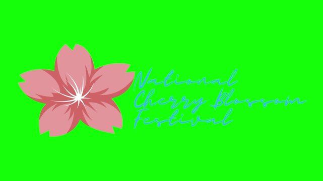 National cherry blossom festival text animation concept with flower vector icon symbol. Animated word design, editable lettering motion graphic video template with green screen background.