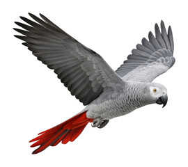 Obraz premium PNG Graceful parrot soaring mid-flight.