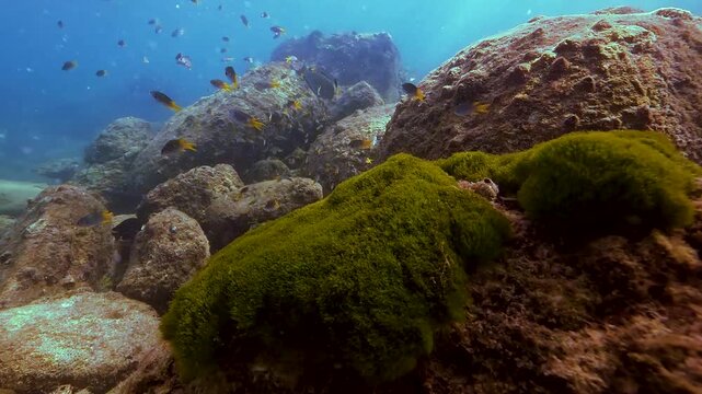 A vibrant school of exotic fish navigates through clear saltwater, exploring a rocky seafloor covered with green aquatic plants
