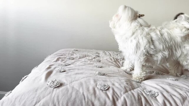 White Maltese dog scolding barking at mixed breed puppy on bed &mdash; funny authentic dog social behavior interaction indoor
