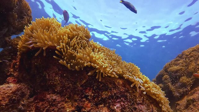 Small exotic fish swim around a large, vibrant anemone attached to a rocky seabed. Sunlight reflects on the clear blue water above