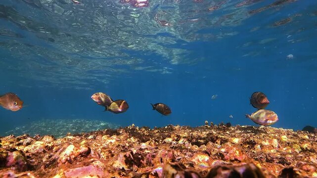A school of colorful exotic fish swims gracefully over a living coral reef bottom