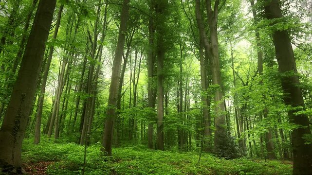 Green forest with tall beech trees. Slow forward movement in the beauty of nature in the wilderness.