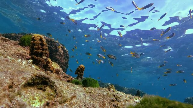 Exotic fish swim around a vibrant coral reef in the Caribbean Sea