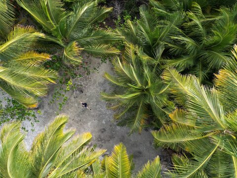 Aerial view of a hidden figure standing on white sand, surrounded by a vibrant array of palm trees, Maldives, Maldives.