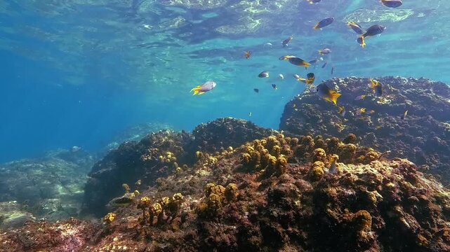 A school of exotic fish swims gracefully through the clear, shallow waters of a tropical coral reef