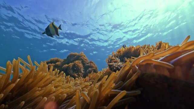 Underwater exploration reveals exotic fish swimming above a vibrant anemone colony. Sunlight filters through clear blue water, showcasing diverse marine life in the tropical Indian Ocean