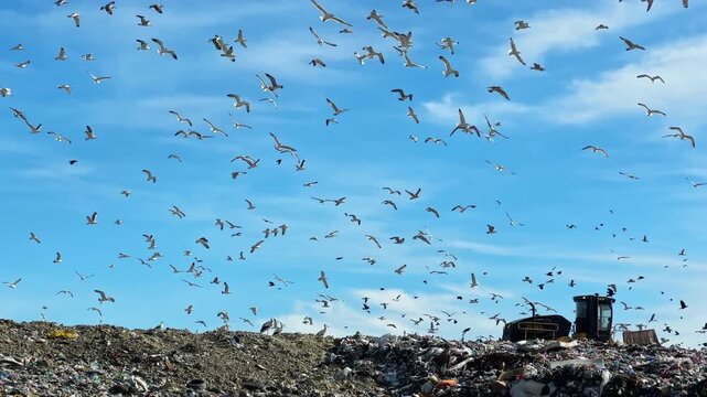 Seagulls fly above a large landfill filled with trash. An industrial machine is visible nearby, indicating activity in the area. The sky is clear with some clouds.