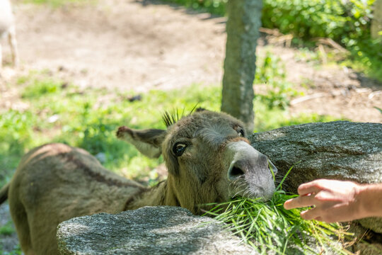 Happy tourist feeding donkey with fresh grass, enjoying bond, connection with farm animal, rural harmony moment, Equus africanus asinus
