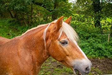 Obraz premium close-up brown horse grazing peacefully on lush green farm pasture with clear blue skies in background, traditional farm setting