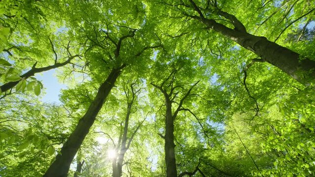 Majestic lush beech trees in an amazing forest with the sun shining behind the green foliage, smooth movement