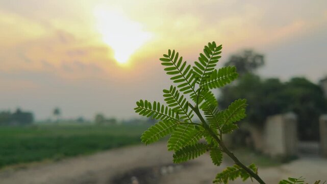 Acacia arabica (Lam) leaves with sunlight.