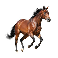 Majestic brown horse in full gallop, isolated on transparent background
