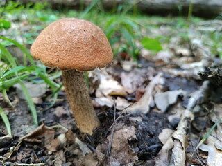 Close up of a brown birch bolete mushroom growing in the forest. Wild edible leccinum fungus among dry oak leaves and soil.