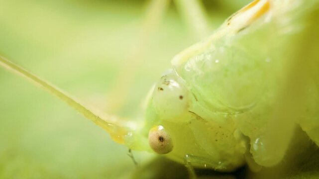Macro close up of oak bush-cricket (Meconema thalassinum) on green leaf.